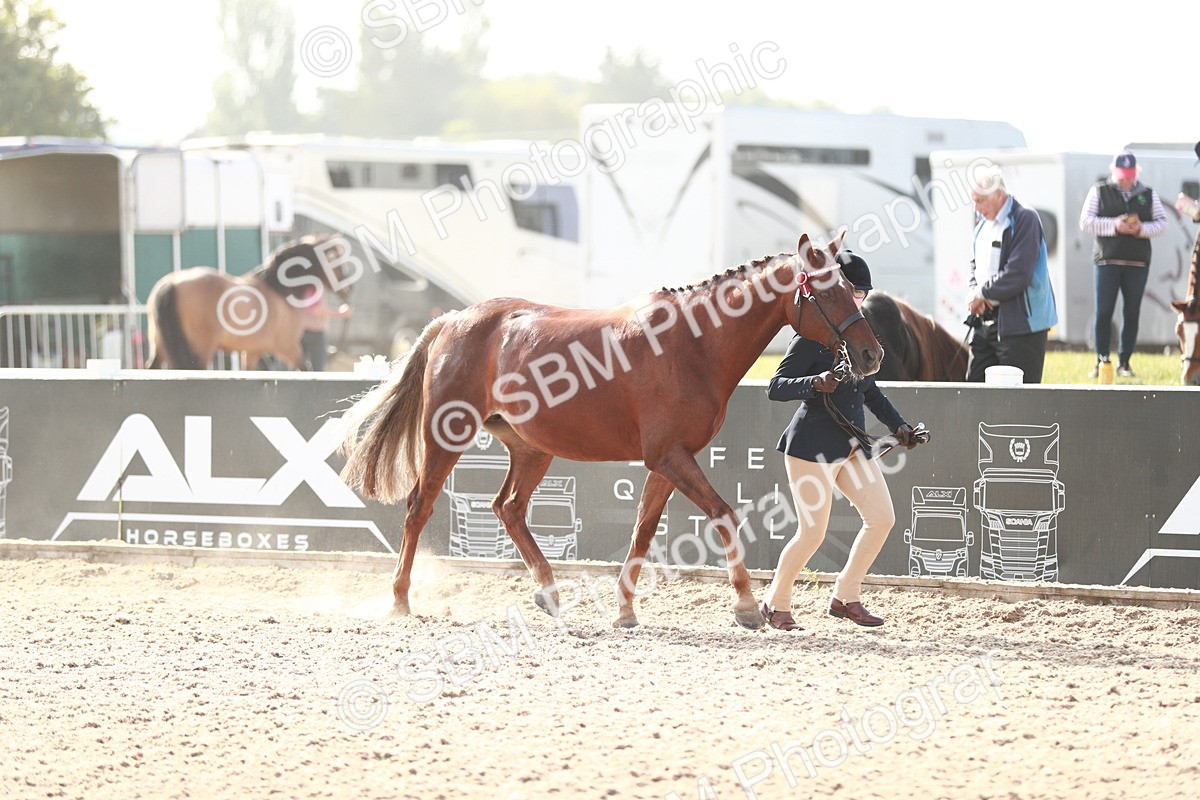 SBM_11040 - Class 205 IH Show Pony/ Show Hunter Pony