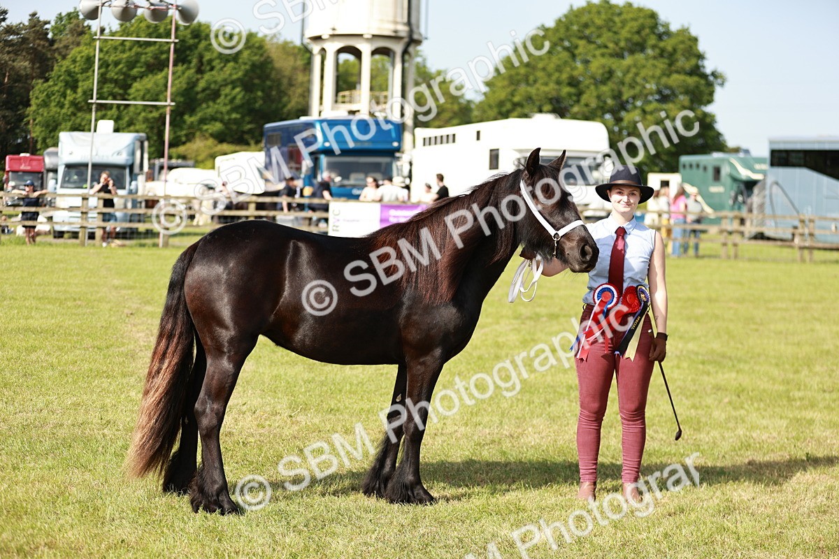SBM_00922 - Class 14-23 - Mountain & Moorland In Hand Non Welsh