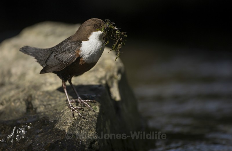 Dippers, North Wales - DIPPERS
