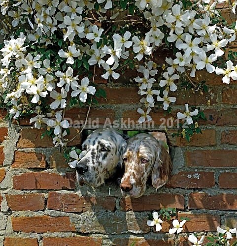 Two English Setters - Pets
