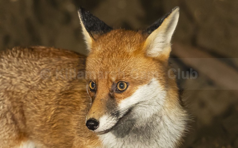 High alert - Dave Softley