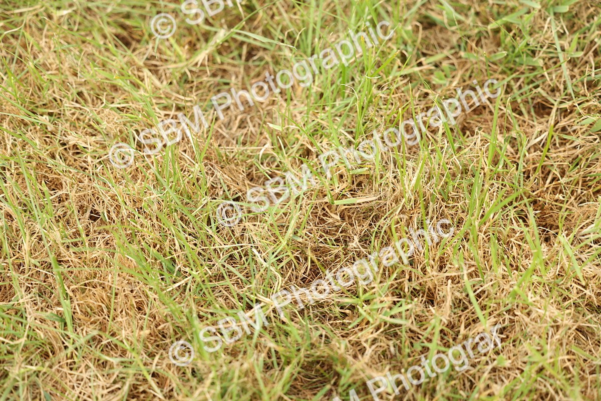 SBM_05507 - Class 68-73 - Riding Pony Breeding