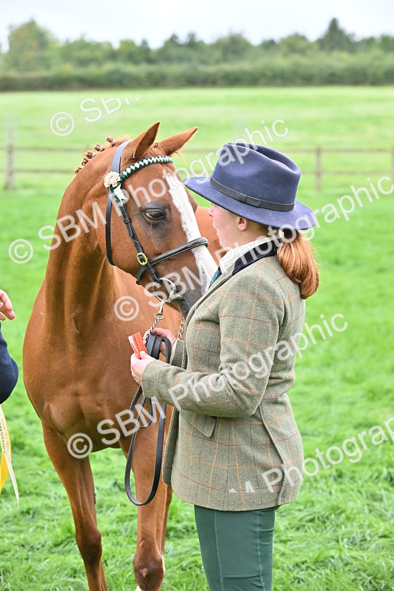SBM_57575 - S46 - Part Bred Arab & Native Pony In Hand