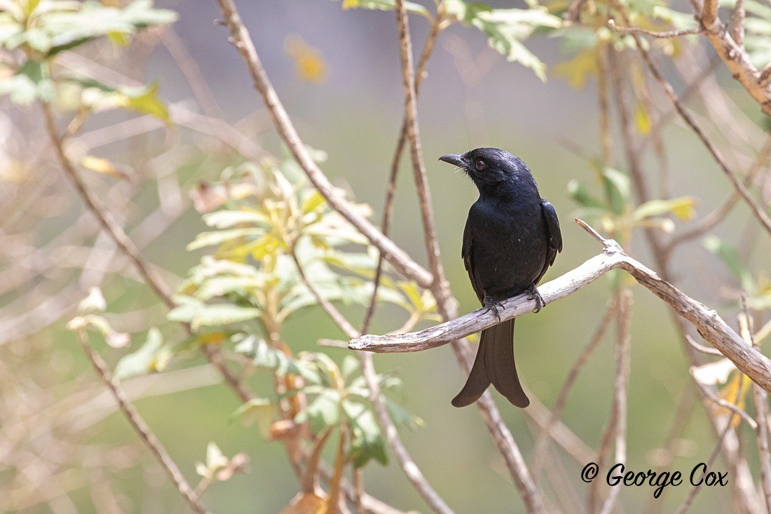 Bird Fork Tailed Drongo - South Africa - Limpopo