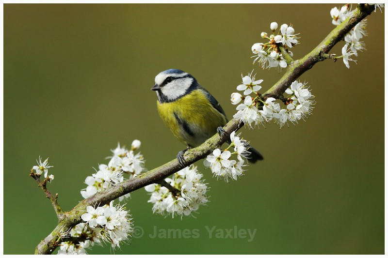 Blue Tit on Blossom - Latest Work