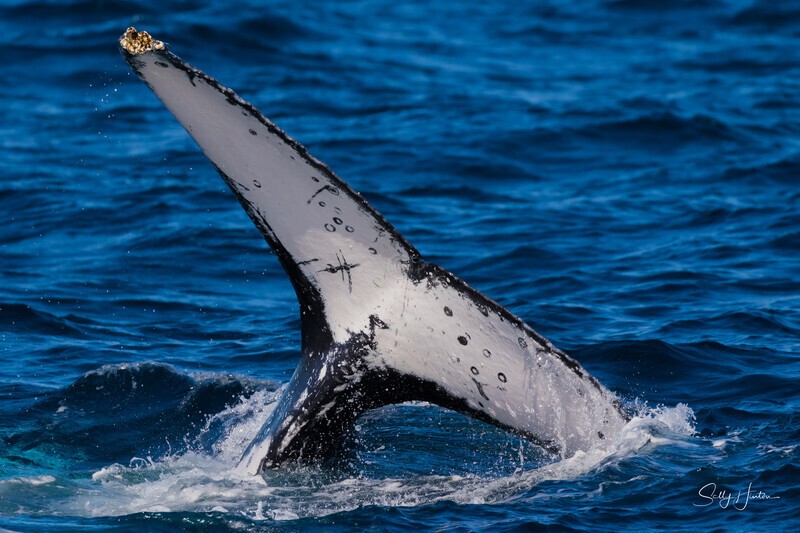 Labour thrash 7 - Humpback Whales