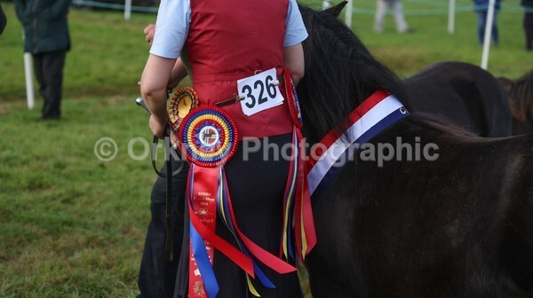 untitled-7202 - Shetland Pony Show