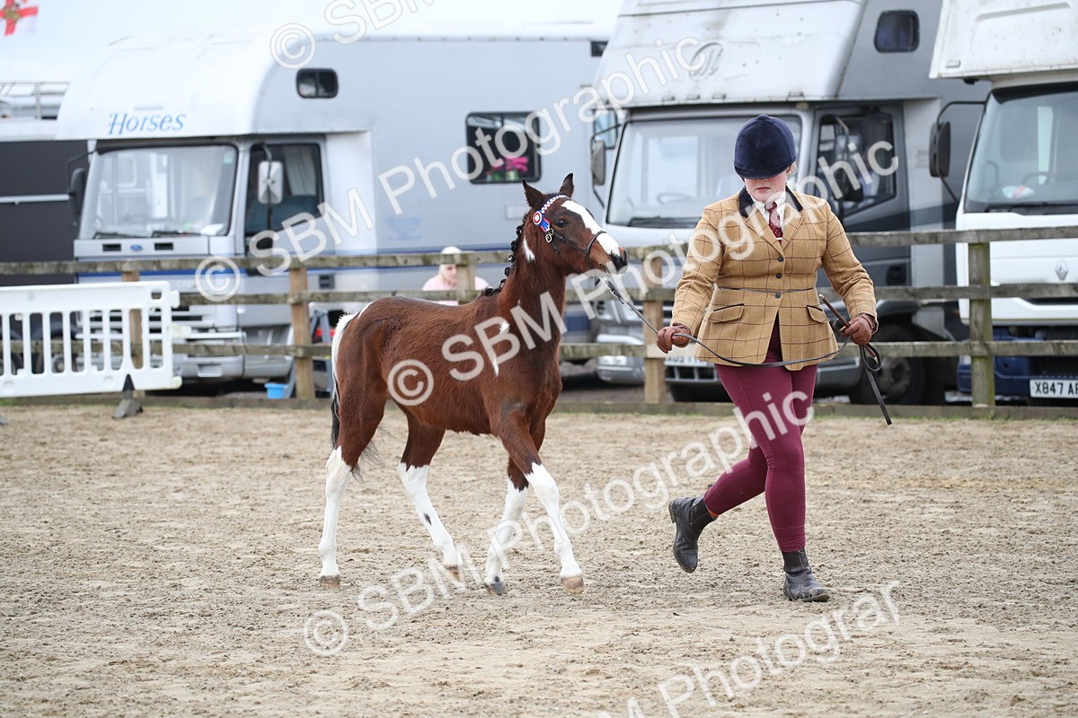 SBM_004570 - Class 5-9 - NPS In Hand-Show Hunter-Intermediate Ridden Inc Ridden Championship