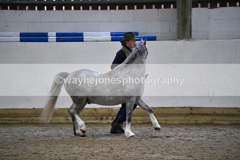 WJ5_5212 - Class 4 In hand M&M - small breeds