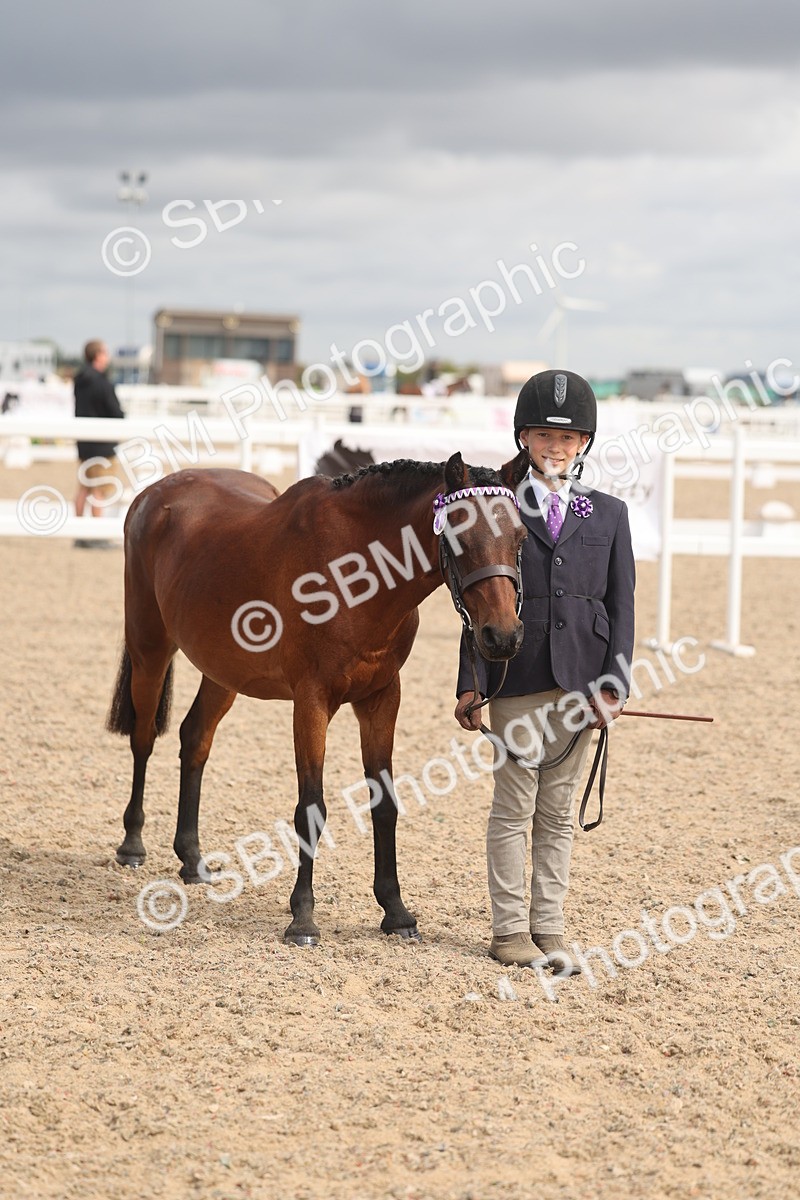 SBM_04448 - Class 18 - Handsomest Gelding (IH or Ridden)
