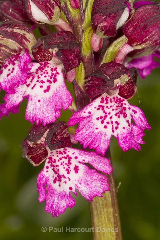  - Orchids - Orchis