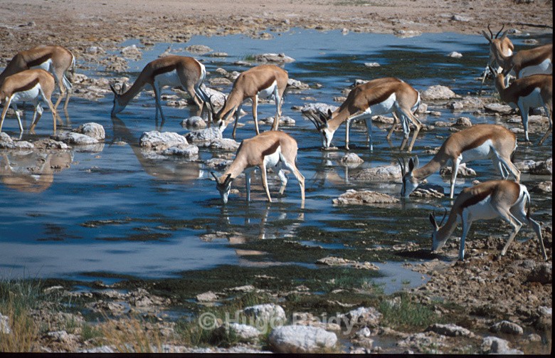  - Animals in the Wild