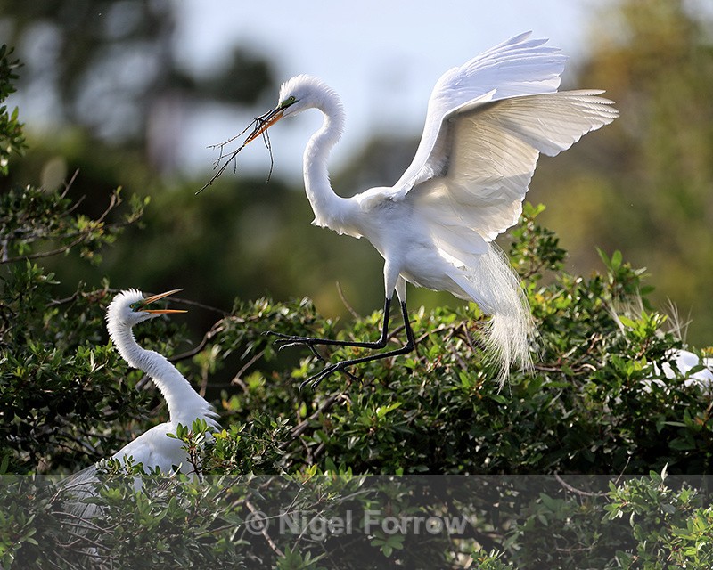 Great Egret approach to nest, Venice Rookery, Florida - Great Egret
