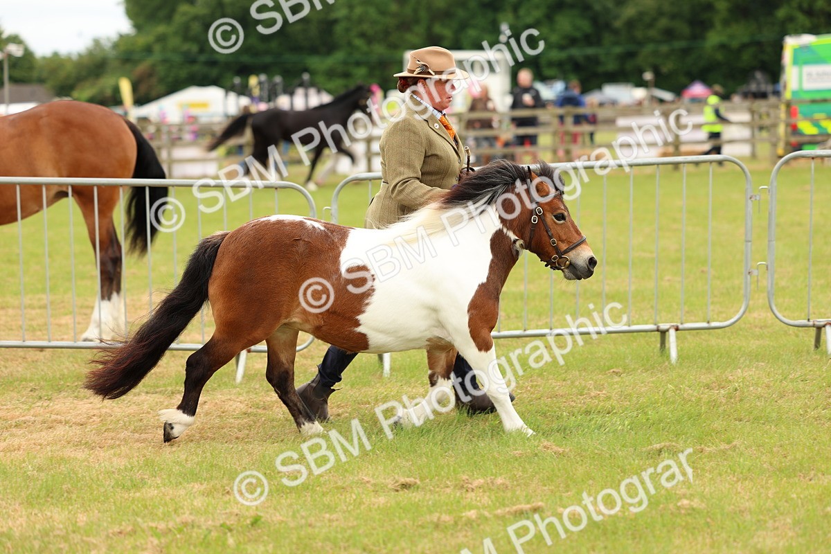 SBM_04416 - Class 64-67 - Shetland Pony In Hand