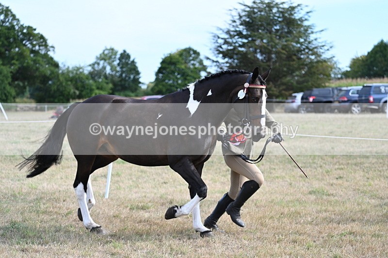 WJ7_8259 - In-hand Championship