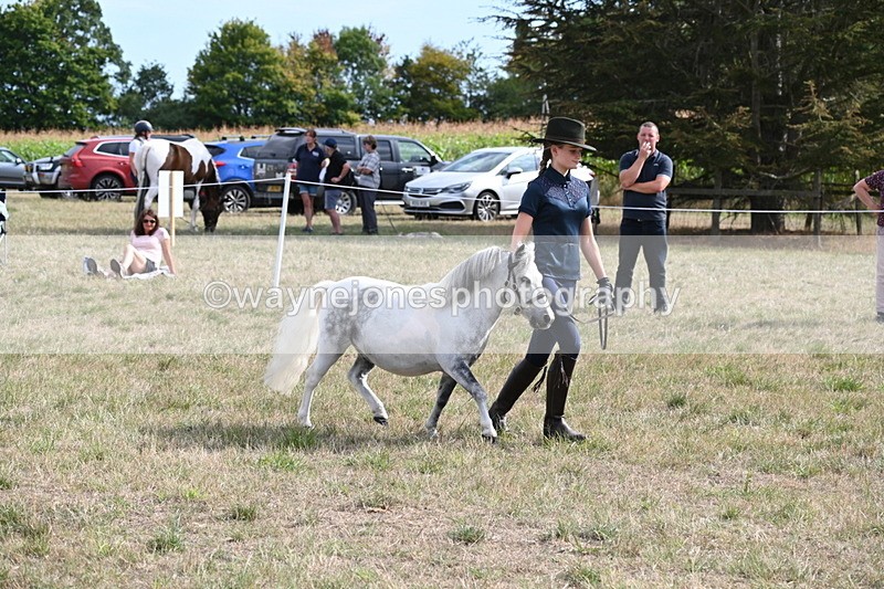 WJ6_7065 - Class 21 Shetland & Mini Horses