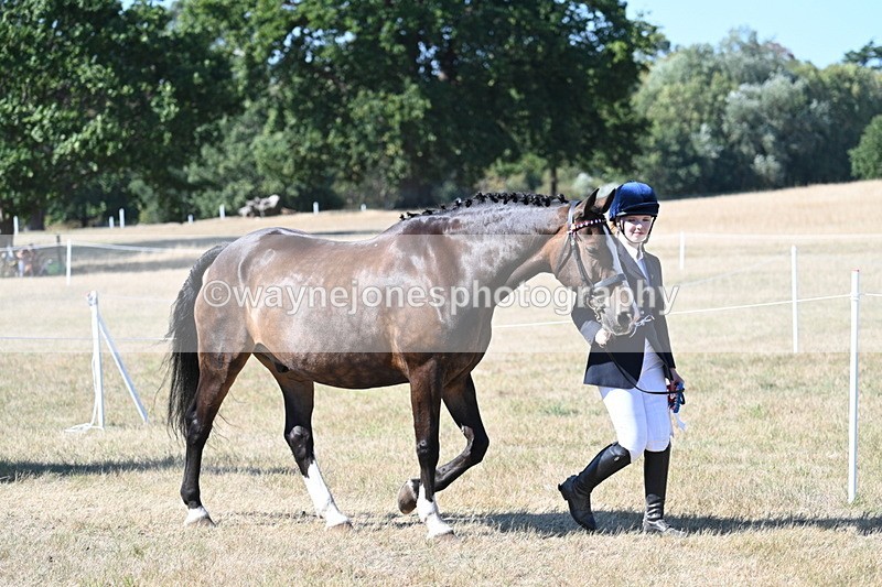 WJ7_1714 - Class 42 Most Handsome Gelding