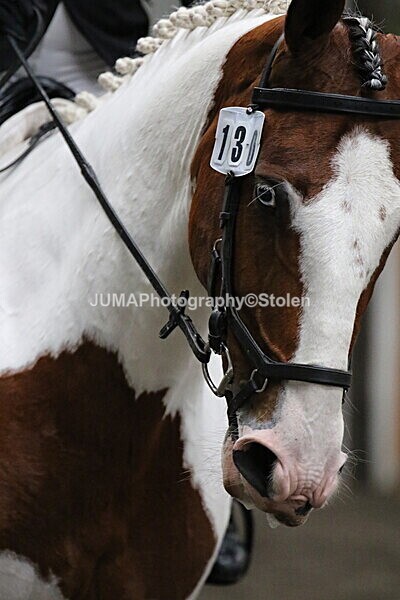 SIAL4519 - CAbin Dressage 5th july 2025