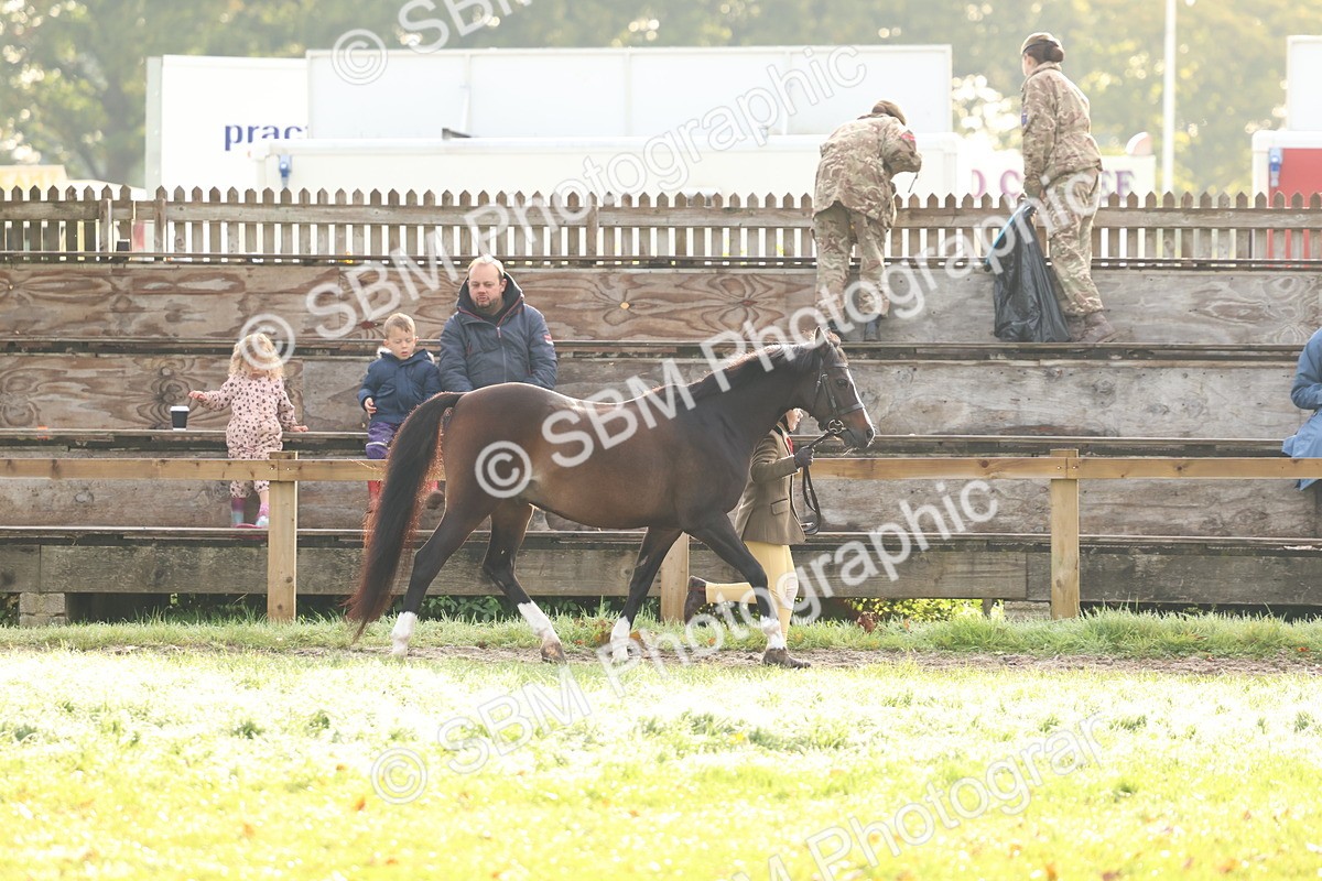 SBM_54805 - S39 - Starters In Hand Showing
