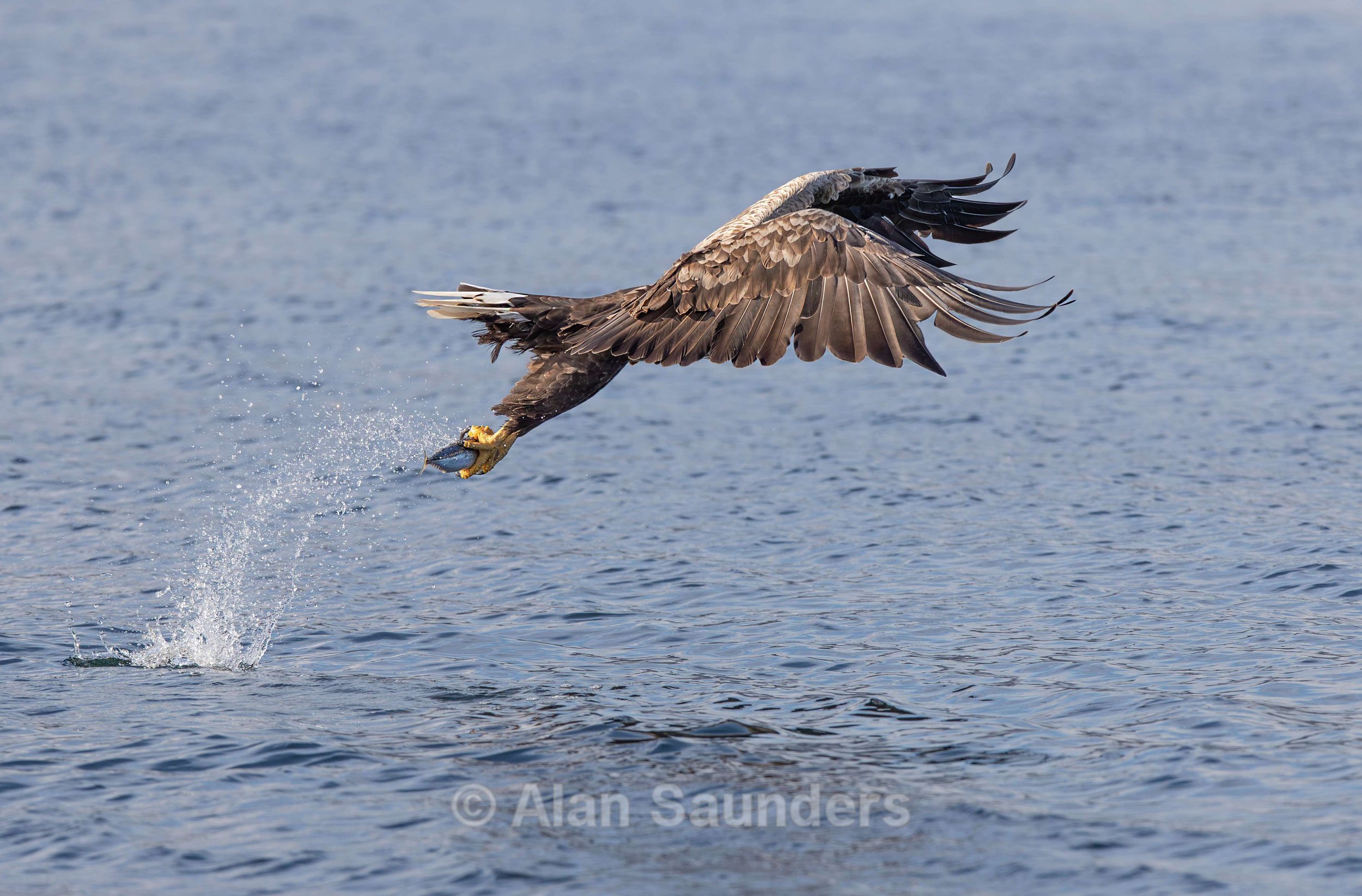 White Tailed Eagle 96