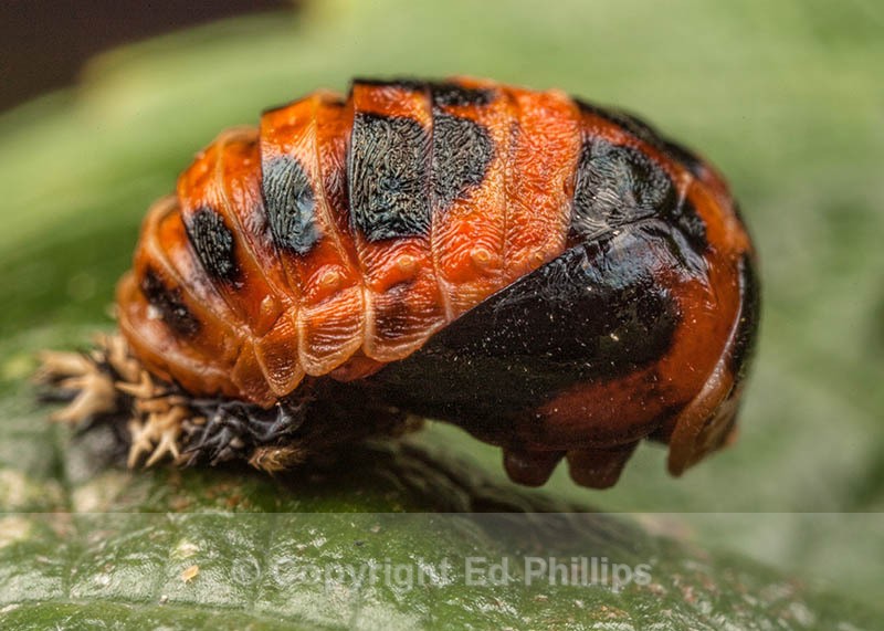 Harlequin Ladybird Pupa - Harmonia axyridis (Harlequin Ladybird)