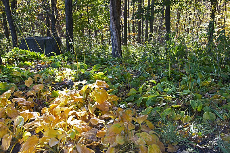  - Water Wood Earth