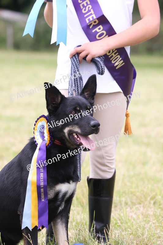 20260614-4447 - Class 25 - Horse and Hound Jumping