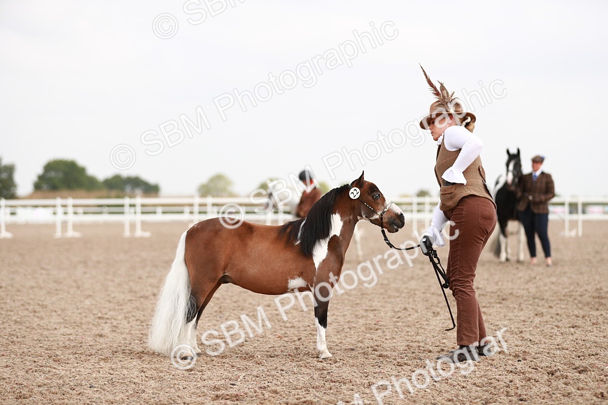 SBM_11847 - Class 206 IH Non Show Type Pony