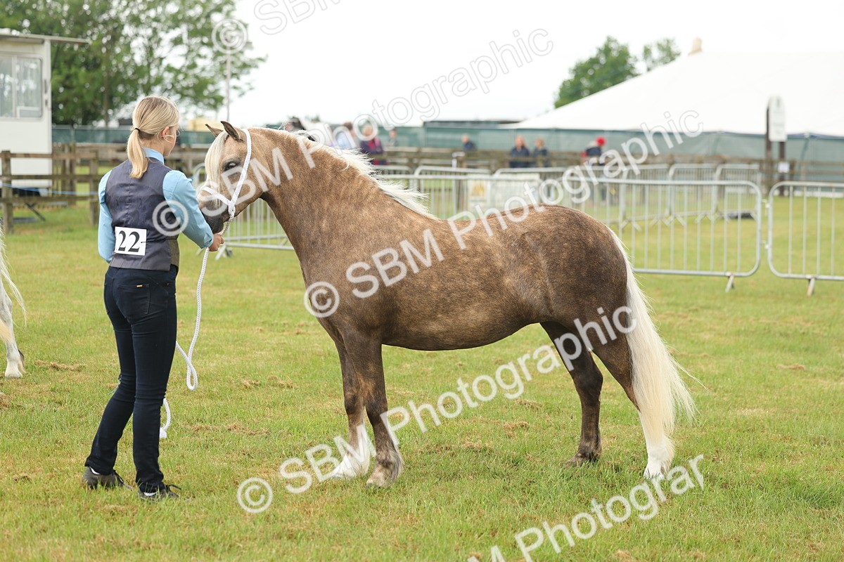 SBM_01622 - Class 50-57 - M&M Welsh Pony In Hand