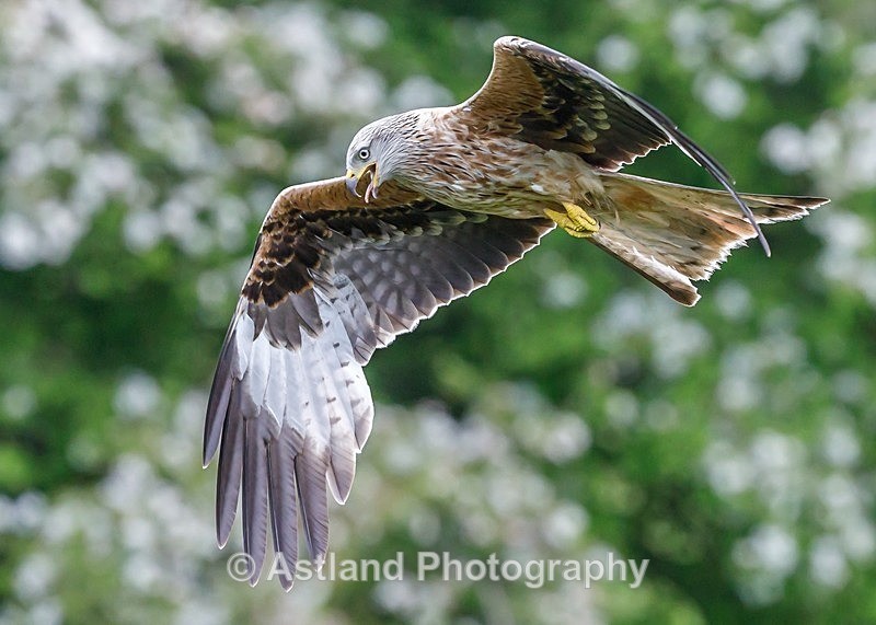 Astland Photography, Bird and Wildlife Images, Susan and Peter Wilson, U.K.