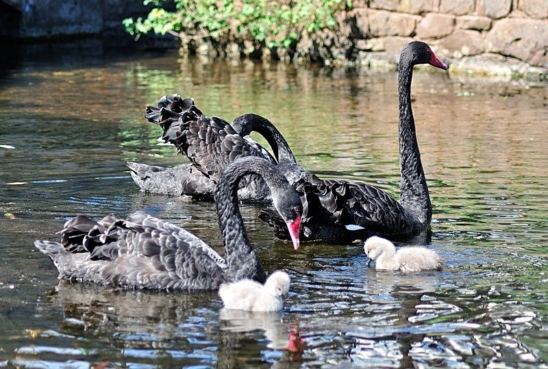 Black Swans and Cygnets - Dawlish (mainly black swans)