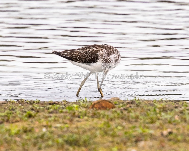 20160906-8E0A8839 - Other Waders