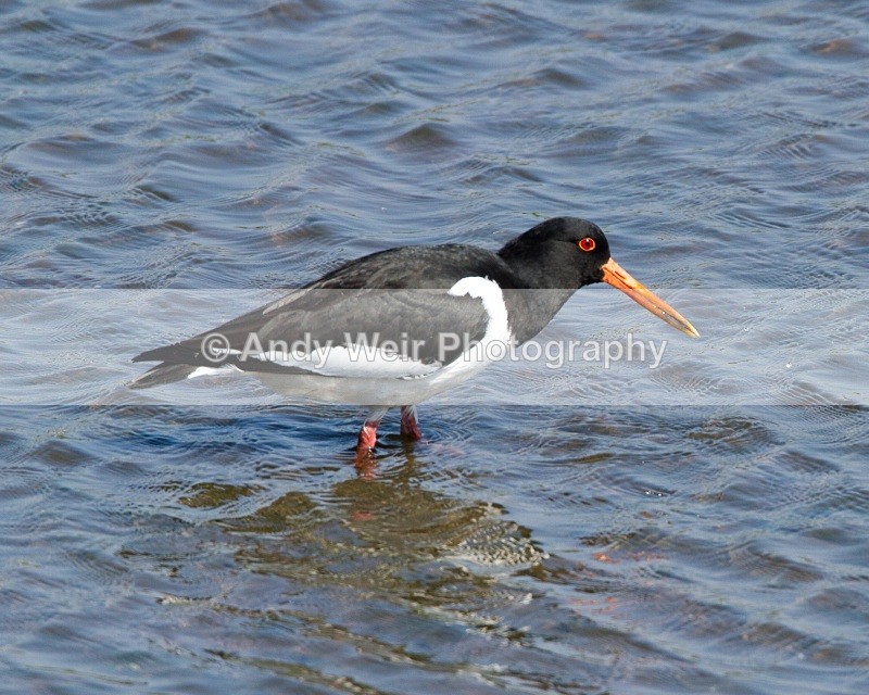 20110422-IMG_4696 - Oyster Catcher