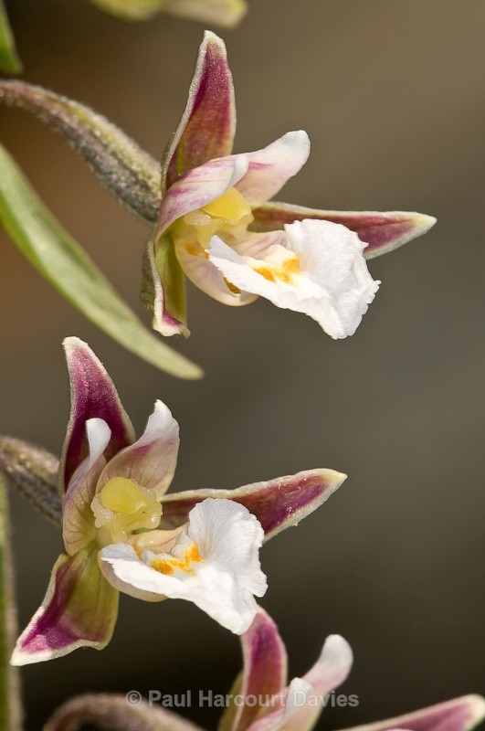  - Orchids - Various