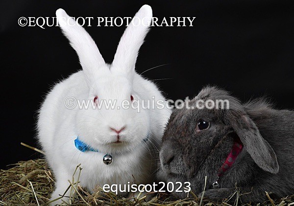 equiscot2023 - GIZMO & OSCAR