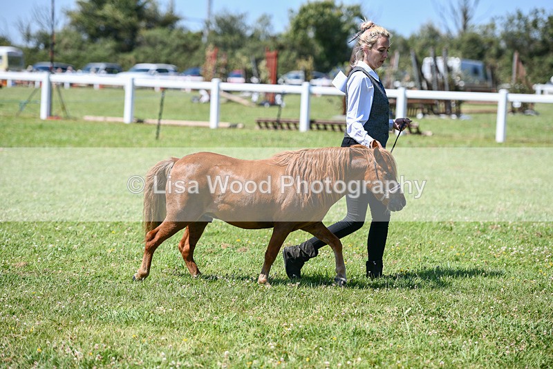 DSC_7109 - Class 61: Miniature Horse 4yrs & over