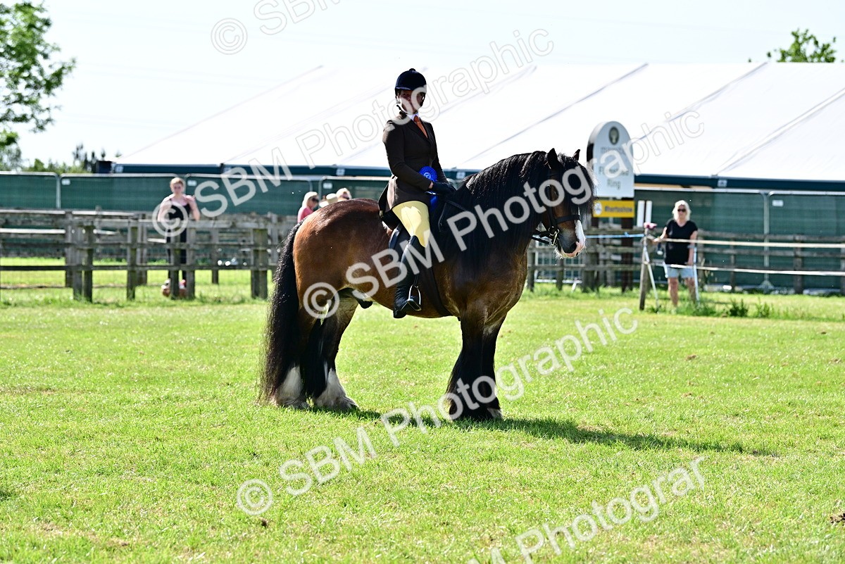 SBM_09482 - Class 63-65 - Traditional Gypsy Cobs In Hand & Ridden