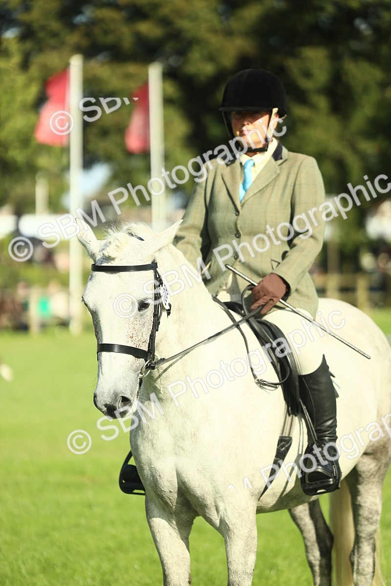 SBM_49877 - S32 - Novice & Newcomers Working Hunter