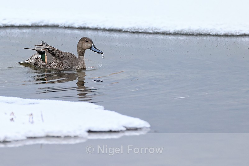 Northern Pintail (eclipse male) swimming in winter, Churchill, Canada - Northern Pintail