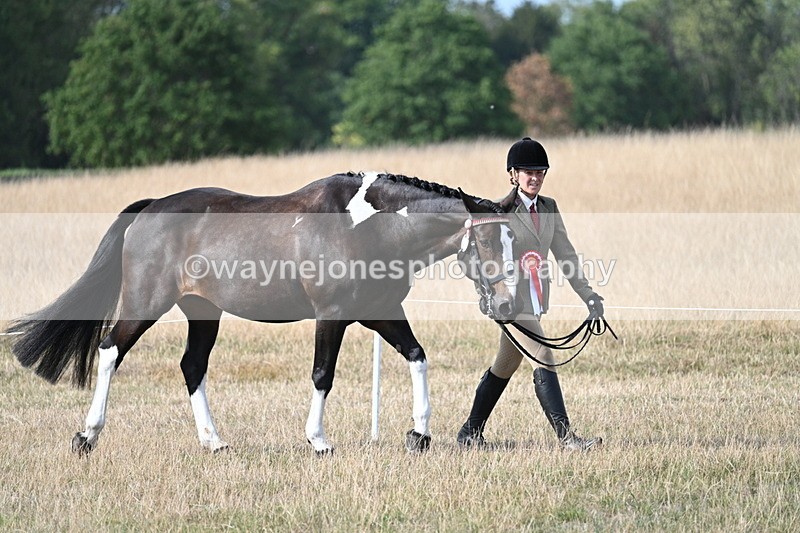 WJ7_8088 - In-hand Championship