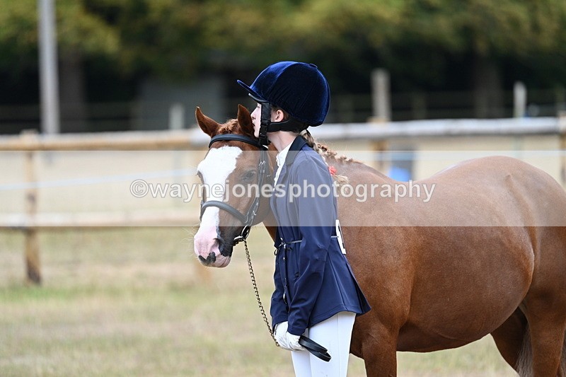 WJ7_8403 - Class 4 Prettiest Mare up to 14.2hh