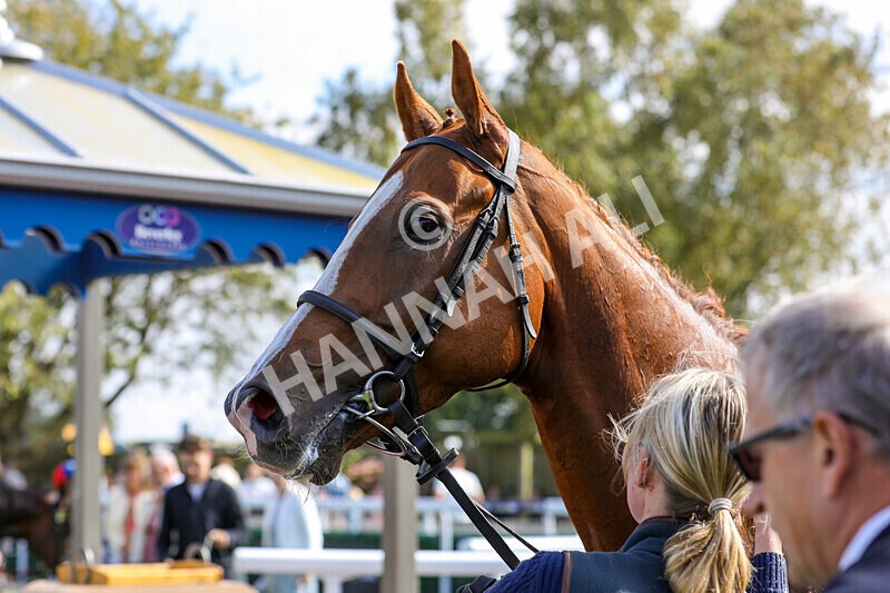 310824-Race 3-Frank The Spark-1406 - Race 3