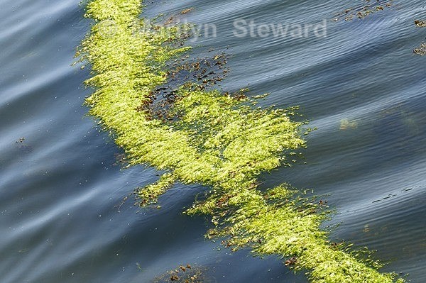 Tobermory harbour-1 - Scotland