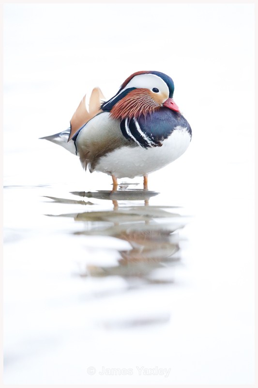 Portrait of a Mandarin - Latest Work