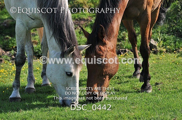 DSC_0442 - ARCHIVE REQUEST - Quincy and Guinness