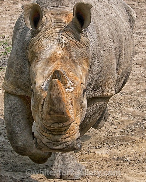 The Charging Rhino ! - Wildlife and Animals