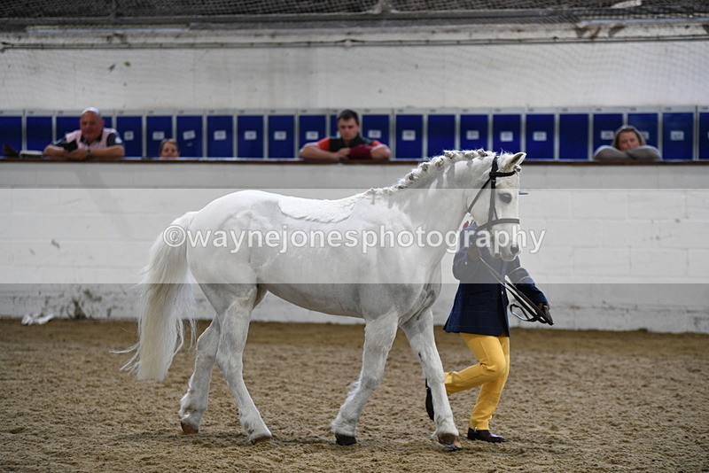 WJ5_4656 - Class 3 Part Bred In hand