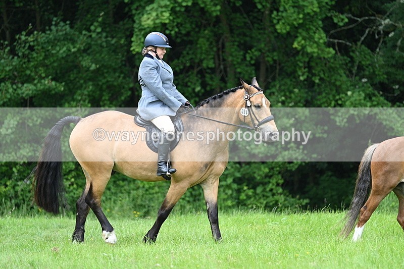 WJ7_3935 - Class 14A Handsome Gelding