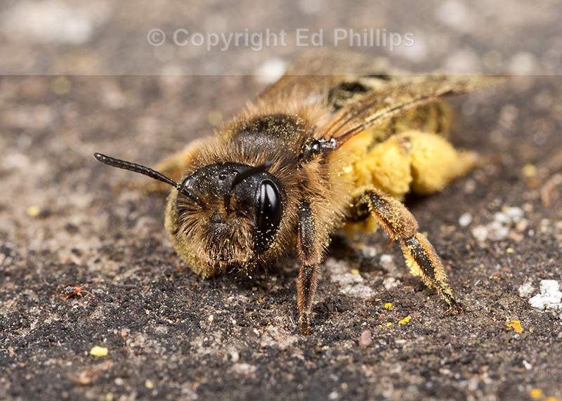 Andrena flavipes (f)