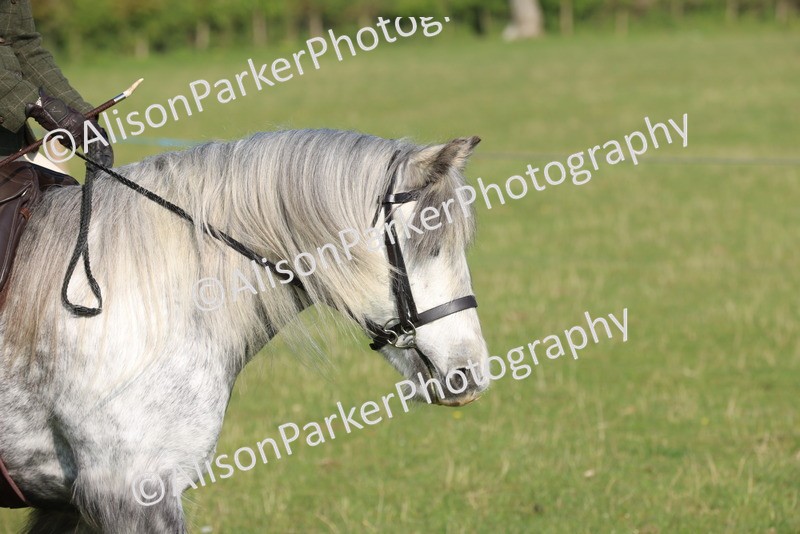 20250427-0480 - Class 17 - Novice Showing